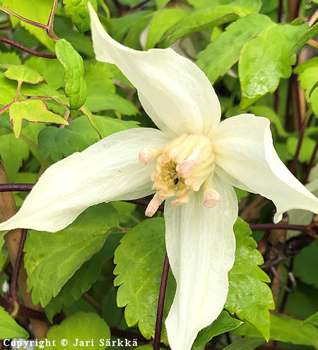 Clematis Atragene-Ryhmä 'Lemon Beauty', tarha-alppikärhö